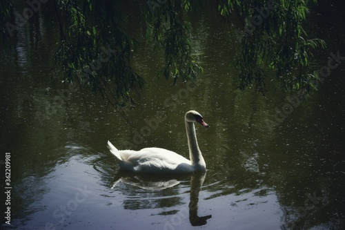 swans on the lake