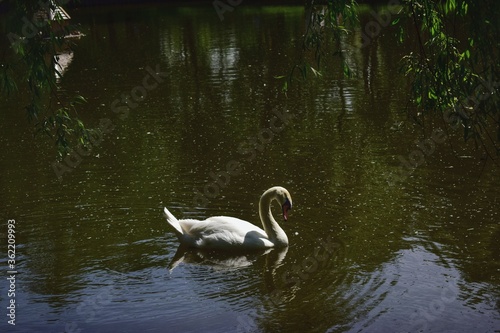 swan and cygnets