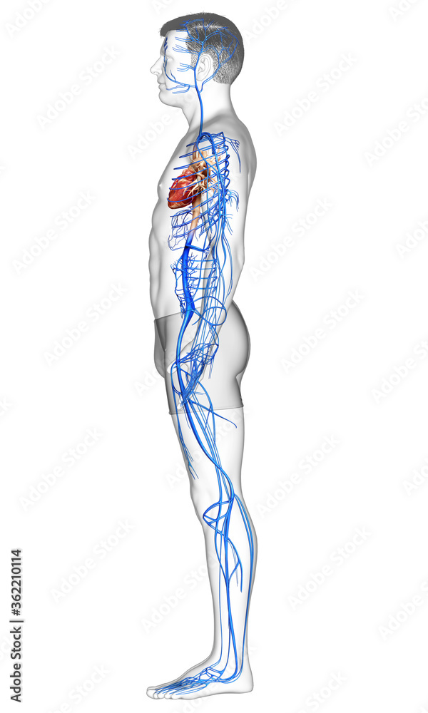 3d rendered medically accurate illustration of a male Veins anatomy 3d rendered medically accurate illustration of a male Veins anatomy
