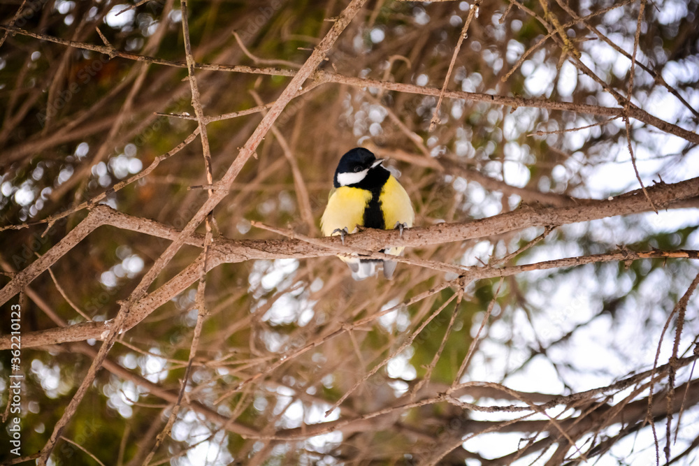 Fototapeta premium titmouse