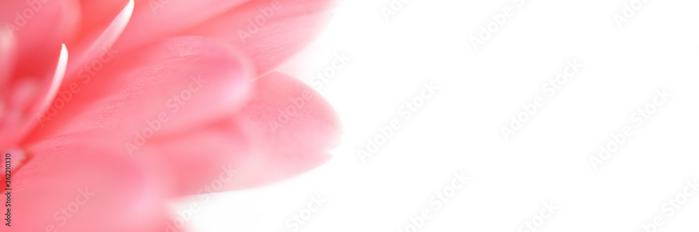 Fototapeta premium Soft focus blur patal flower. Light long horizontal background.