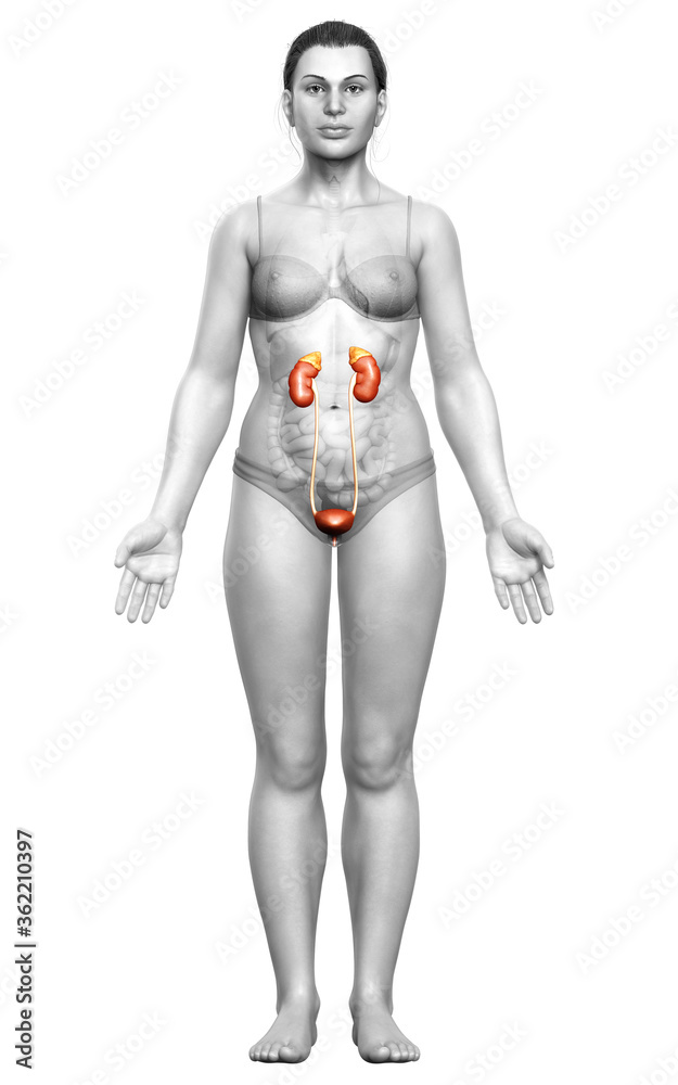 3d rendered, medically accurate illustration of female   kidneys