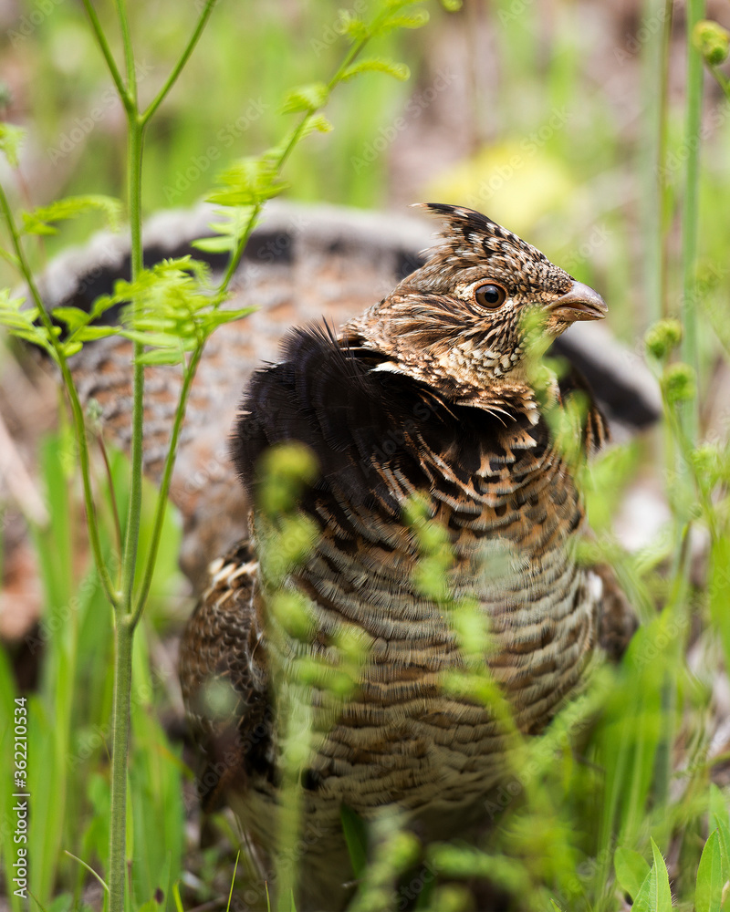 Fototapeta premium Partridge Bird Stock Photos. Image. Picture. Portrait. Head close-up profile view. Fan tail. Autumn season partridge. Brown feathers plumage.
