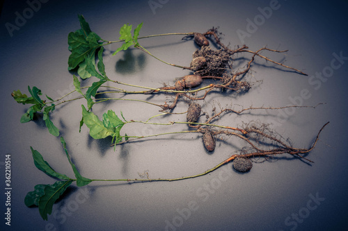 Eichen, von der Frucht zum Baum photo