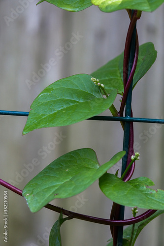 Malabar Spinach Plant photo