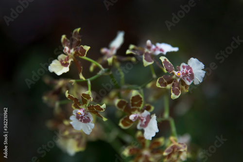 Orchid Oncidium maculatum (Phalaenopsis manabilis) flowers. Decorative plants for gardening. photo