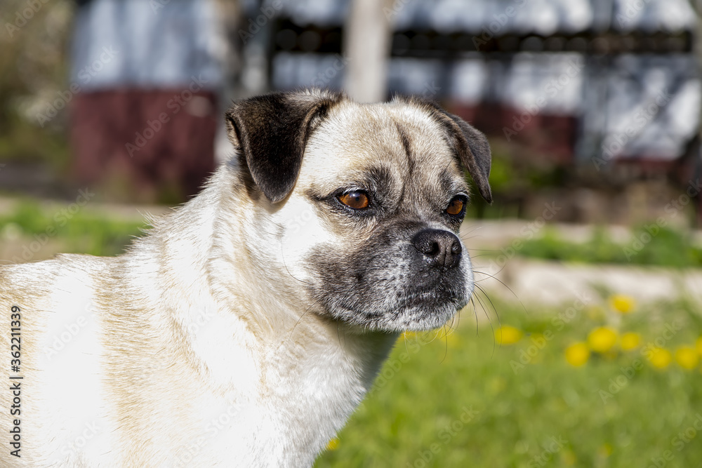 Domestic small dog breed pug looks intently into the distance on a neutral background, selective focus, Pets on a walk.