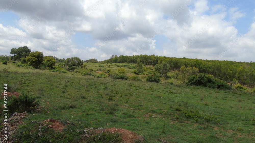 Obraz premium landscape with trees