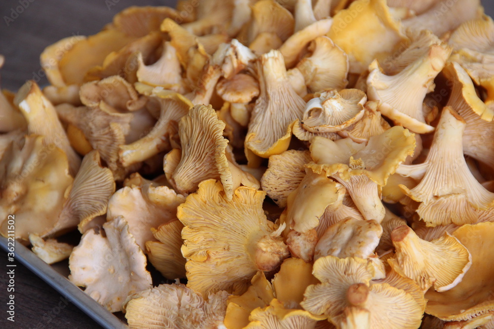 Lots of fresh Chanterelle mushrooms (roosters) Lots of fresh Chanterelle mushrooms (roosters)