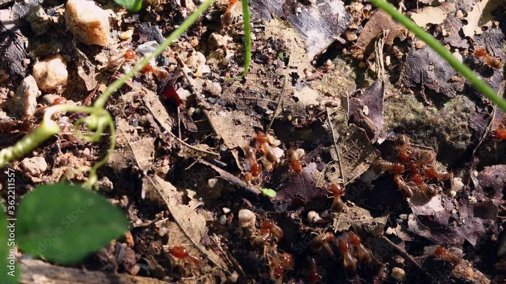 close-up of ugly termites on the dirt close-up of ugly termites on the dirt
