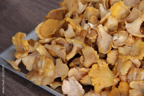 Lots of fresh Chanterelle mushrooms (roosters)