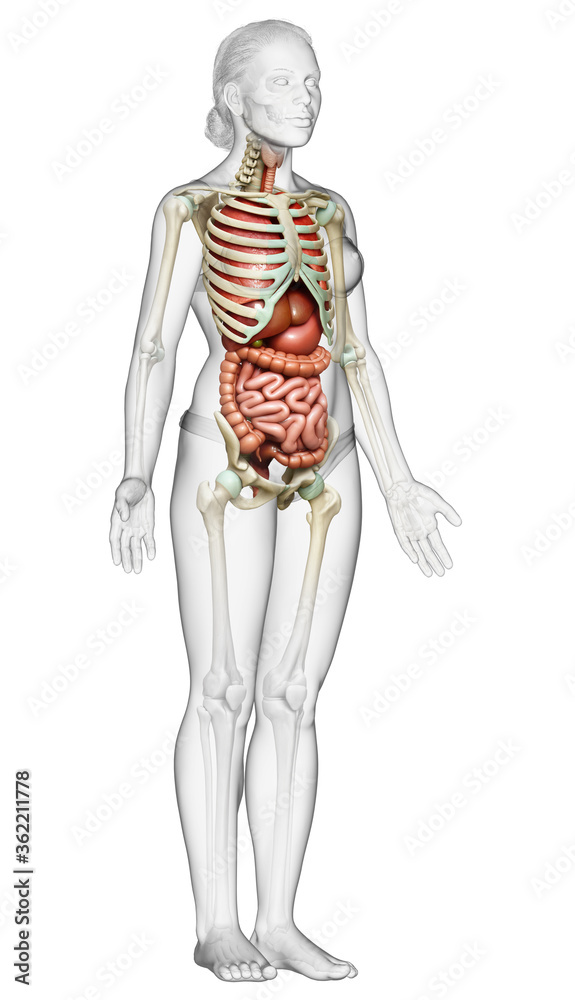 3d rendered medically accurate illustration of female  Internal organs and skeleton system