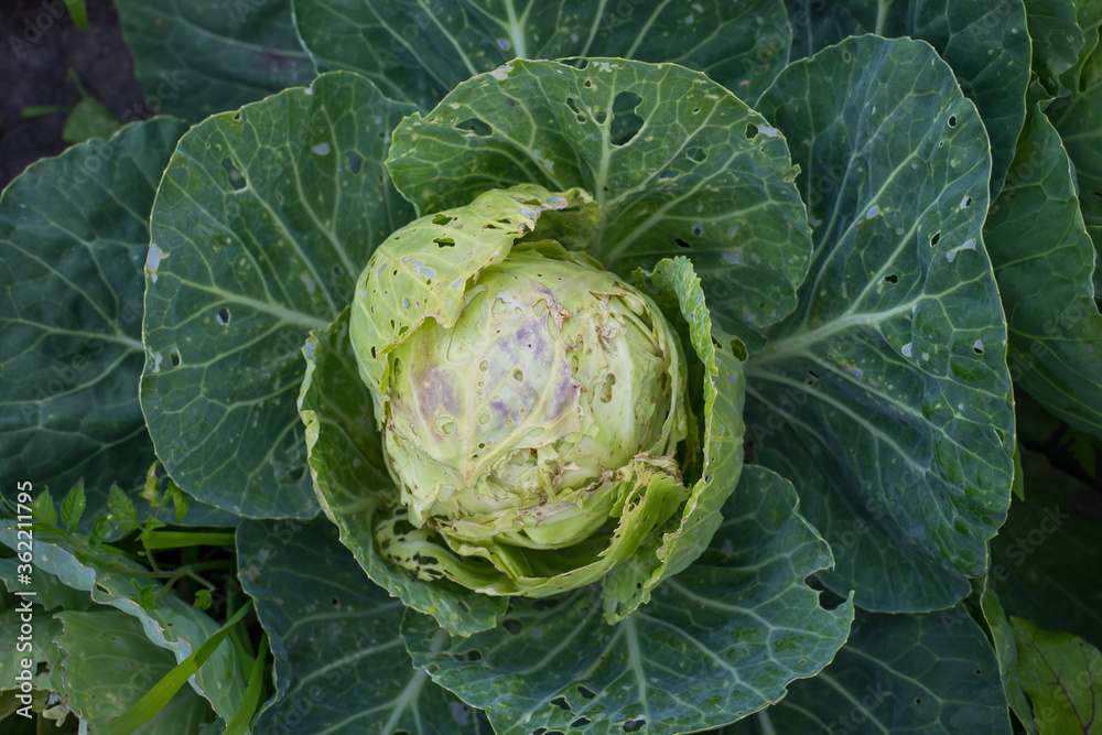 Fototapeta premium Cabbage eaten insects and pests on an agricultural field.