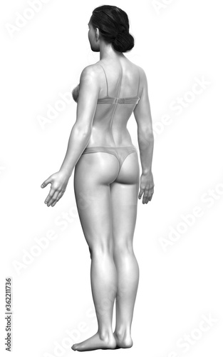 3d rendered illustration of the female body