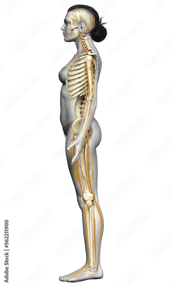 3d rendered medically accurate illustration ofa female nervous system and skeleton system