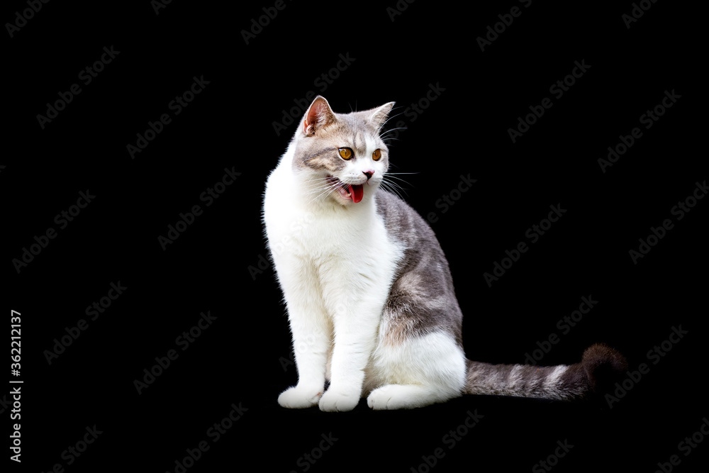 Scottish fold cat sitting on black background. White kitten cat isolate on black background.