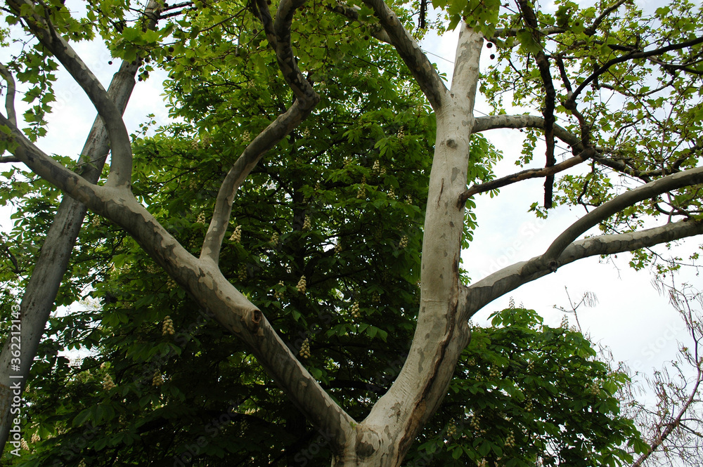 Fototapeta premium bird on a tree