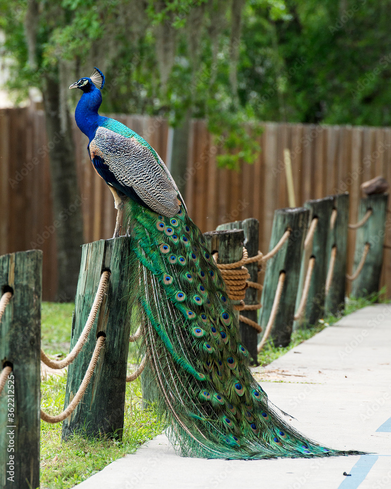 Obraz premium Peacock bird Stock Photos. Peacock bird close-up profile view. Train tail and head ornament. Peacock bird, the beautiful colourful bird.