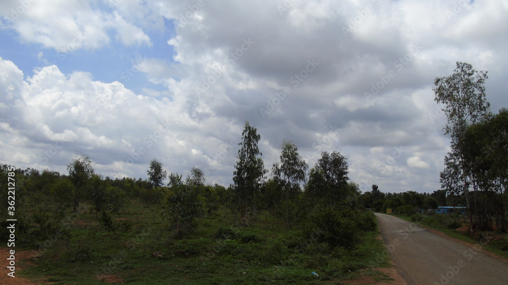 Fototapeta premium road in the woods