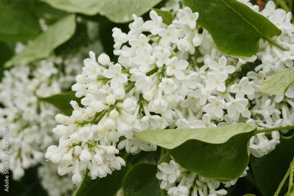 Beautiful white lilac in the summer garden Beautiful white lilac in the summer garden