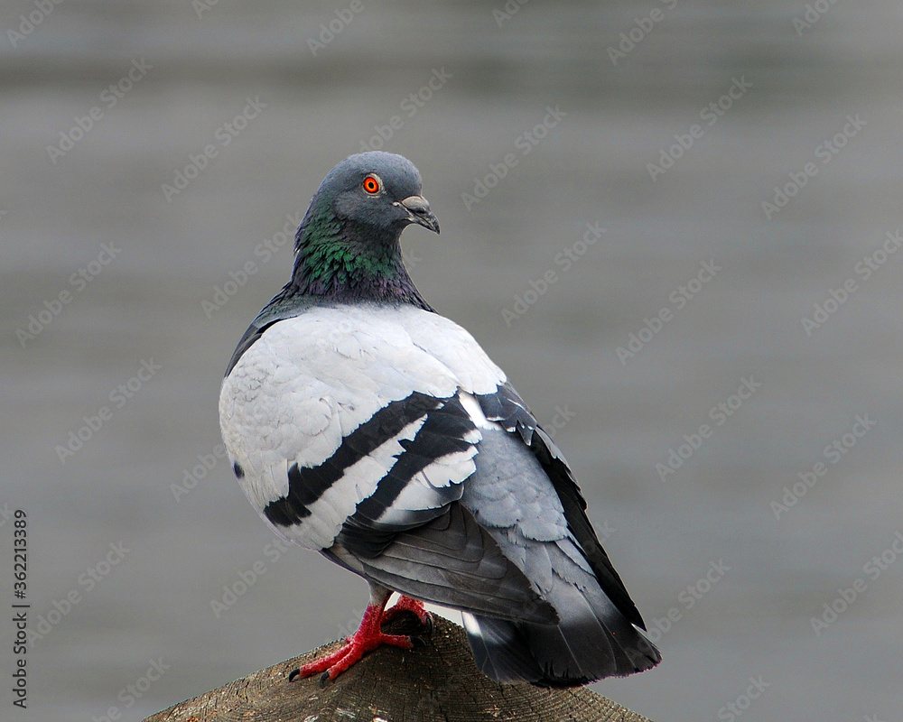 Pigeon Bird Stock Photos. Pigeon bird close-up profile view. Pigeon portrait blur background. Pigeon Bird Stock Photos. Pigeon bird close-up profile view. Pigeon portrait blur background.