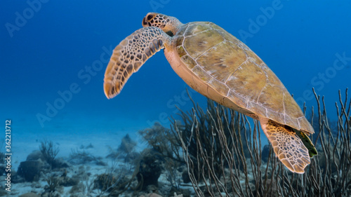 Green Sea Turtle swim in turquoise water of coral reef in Caribbean Sea