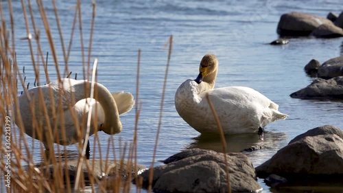 Swan captured in water at Helsinki Finland on sunny day with beautiful details