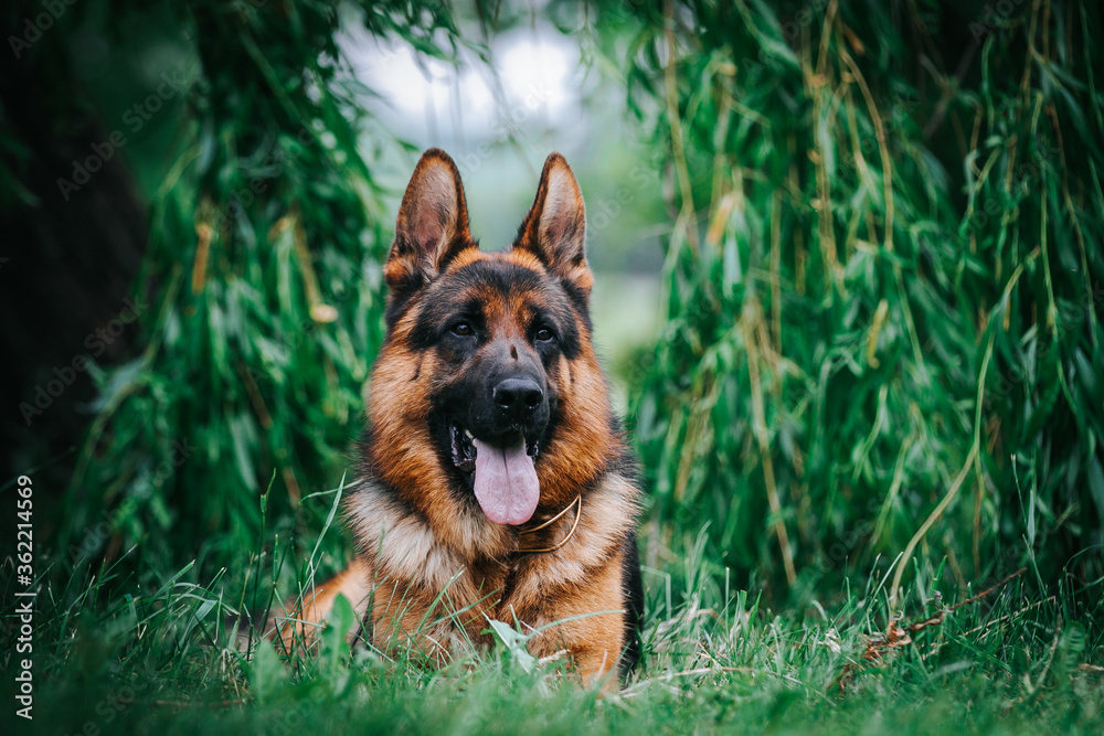 German shepherd dog posing outside. Show dog German shepherd dog posing outside. Show dog