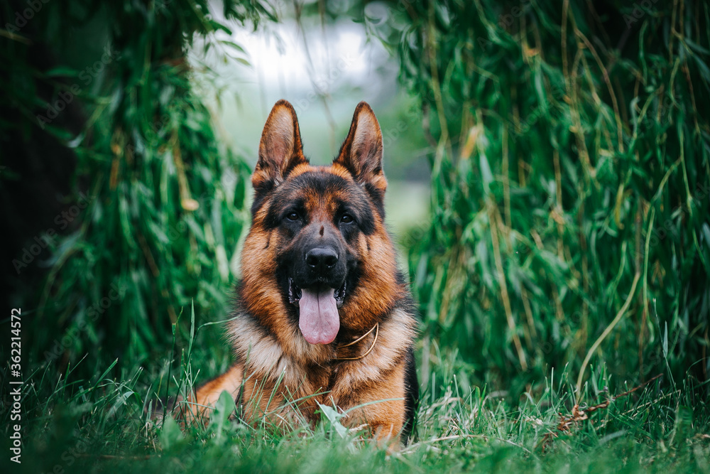 German shepherd dog posing outside. Show dog German shepherd dog posing outside. Show dog
