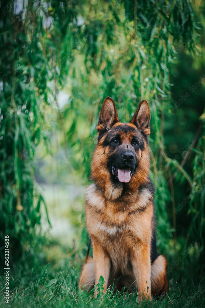 German shepherd dog posing outside. Show dog German shepherd dog posing outside. Show dog