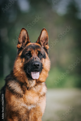 German shepherd dog posing outside. Show dog 
