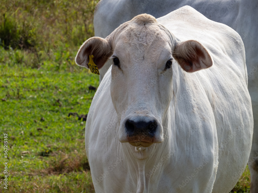 Nellore, bovine originating in India and breed representing 85% of Brazilian cattle for meat production.