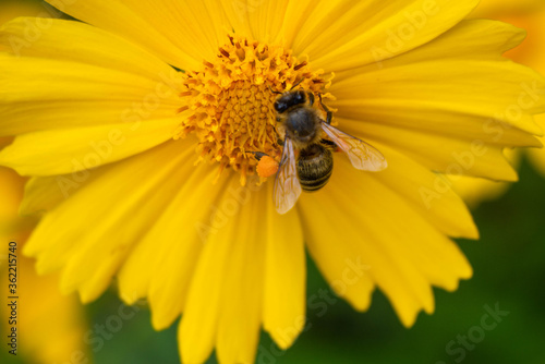 the bee collects nectar on an big yellow flower. The insect has pollen on its legs. Blurred background.