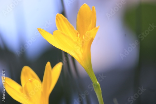 Flower- Zephyranthes Citrina. Yellow Flower. © Jaideep