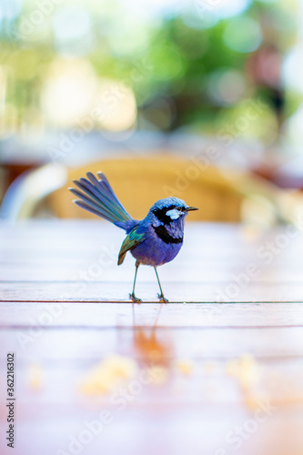 Blue Splendid Fairy Wren on a table