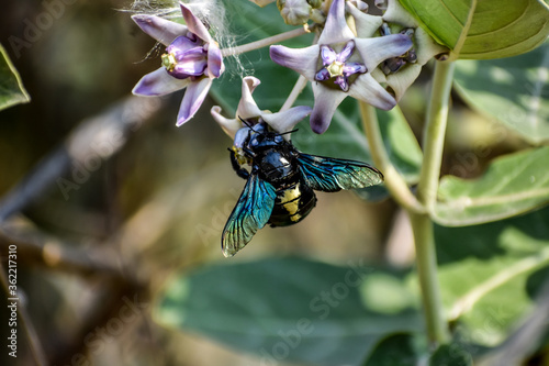 close view of Bumble Bee or carpenter bee or Xylocopa valgaon on  Calotropis procera or Apple of Sodom flowers. Perched On Flower Stock Photos & Bumble Bee Perched On

