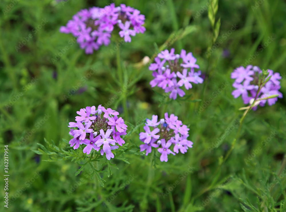 Purple Prairie Verbena 