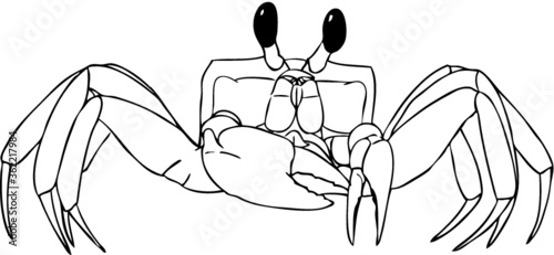 Realistic Crab Drawing - Vector illustration photo