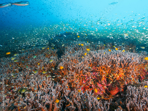 Healthy hard corals and school of Glassfish, damselfish