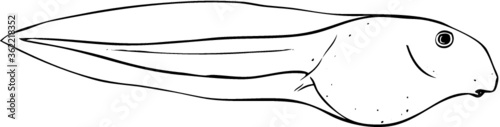 Tadpole Drawing - Vector Illustration