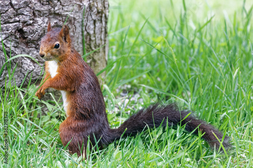 écureuil roux © Olympixel