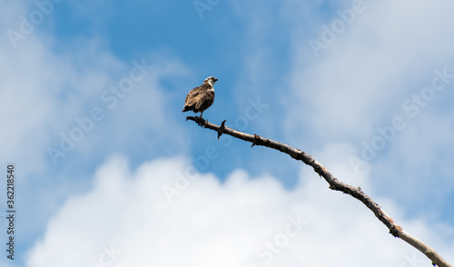 Osprey Fishing Eagle perched on high branch at sweetwater wildlife sanctuary in Gainesville Florida. photo