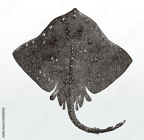 Threatened thorny skate, amblyraja radiata, a fish from the Atlantic Ocean in top view after an antique illustration from the 19th century