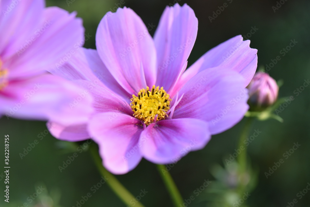 Wunderschöne Schmuckkörbchen auch Fiederblättrige Schmuckblumen oder Kosmeen (Cosmos bipinnatus, Cosmea bipinnata, Bidens formosa, Coreopsis formosa) in pinken, rosanen und lilanen Farbtönen Wunderschöne Schmuckkörbchen auch Fiederblättrige Schmuckblumen oder Kosmeen (Cosmos bipinnatus, Cosmea bipinnata, Bidens formosa, Coreopsis formosa) in pinken, rosanen und lilanen Farbtönen