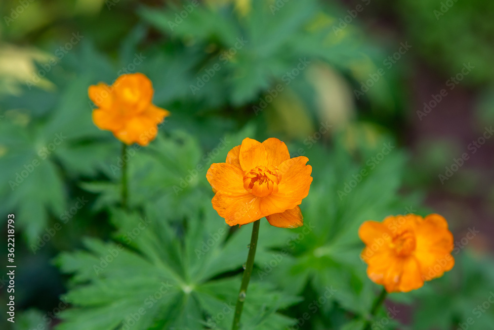 Globe flowers close up, blurred background Globe flowers close up, blurred background