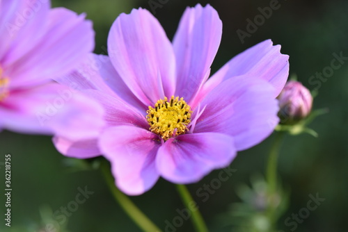 Wundersch  ne Schmuckk  rbchen auch Fiederbl  ttrige Schmuckblumen oder Kosmeen  Cosmos bipinnatus  Cosmea bipinnata  Bidens formosa  Coreopsis formosa  in pinken  rosanen und lilanen Farbt  nen