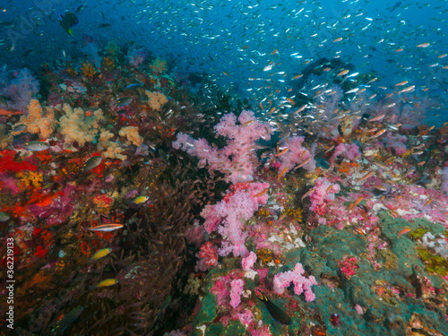 Fototapeta Naklejka Na Ścianę i Meble -  Soft corals and school of Glassfish