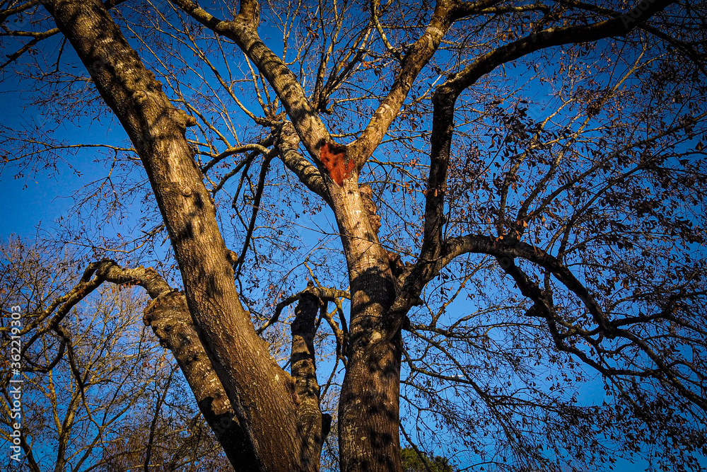Dead Tree Dead Tree