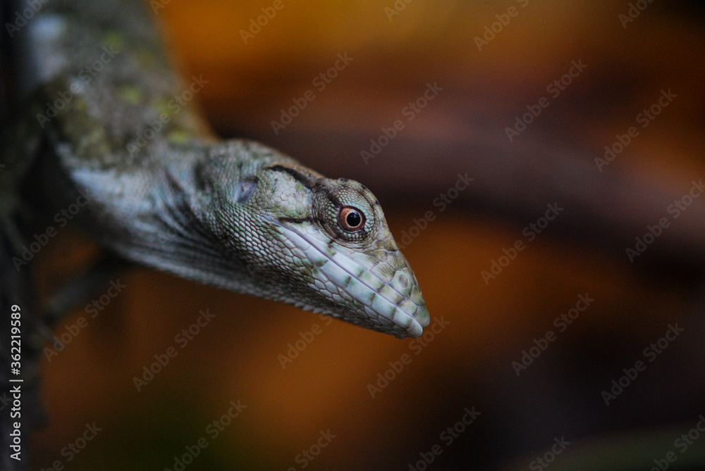 Obraz premium close up of a lizard