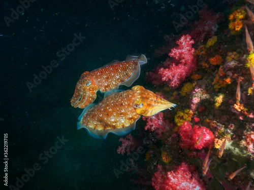 Obraz Pharaoh cuttlefish mating at the coral bommie